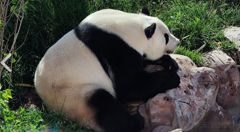 西宁熊猫馆的图标