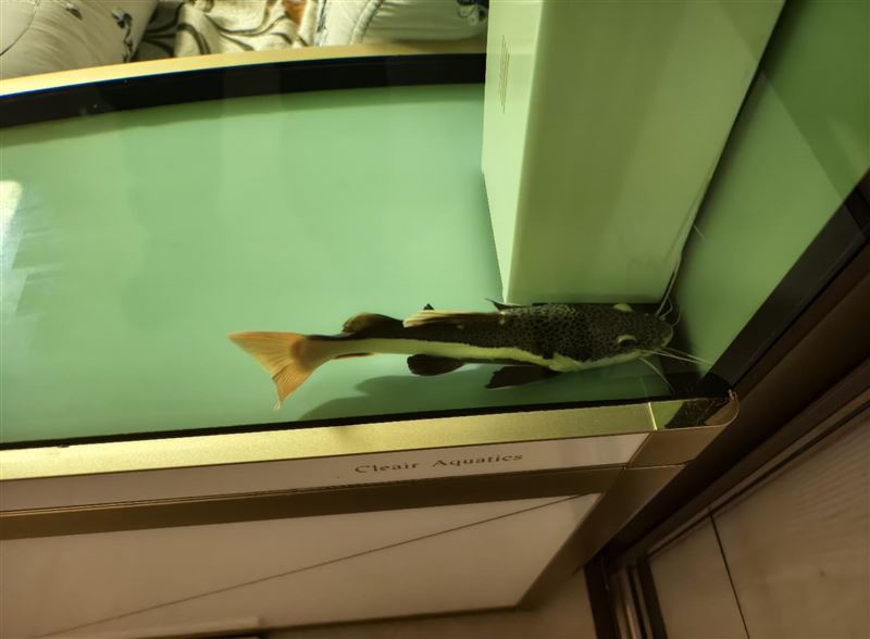 爱鱼🐟出售