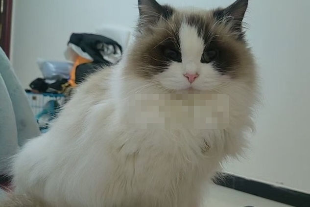 寻猫启事